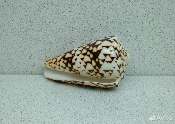 Конус Мармореус 10,30 морская ракушка раковина