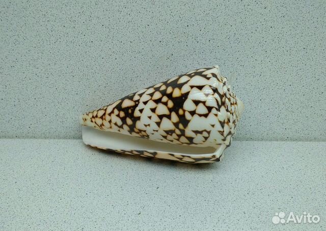 Конус Мармореус 10,30 морская ракушка раковина