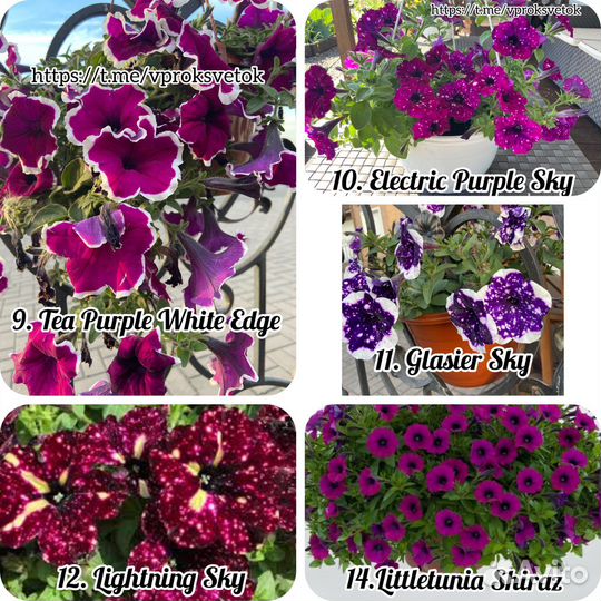 Петуния, калибрахоа, вербена вегетативная