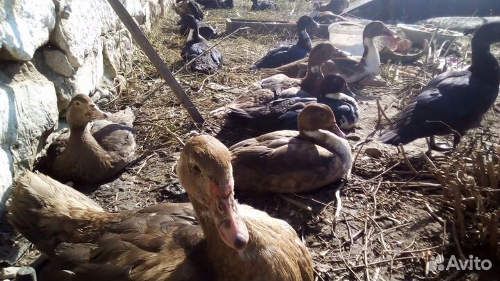 Мускусные утки