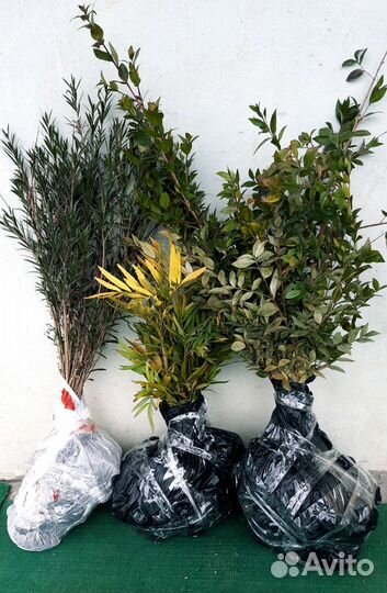 Растения окс опт