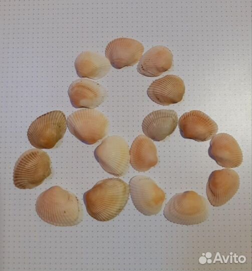 Морские ракушки