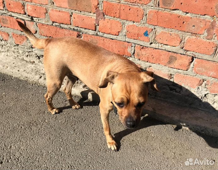 Собака