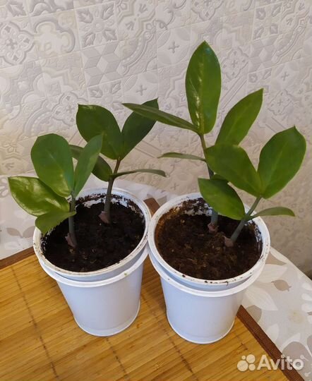 Замиокулькас