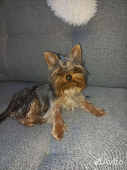 Йоркширский терьер мини