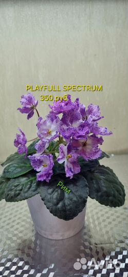 Фиалки сортовые