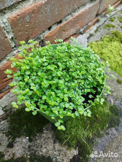 Солейролия