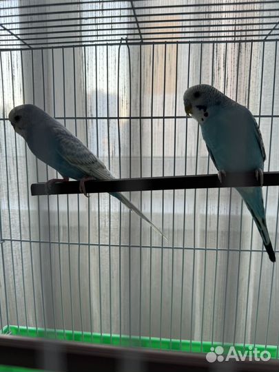 Волнистый попугай