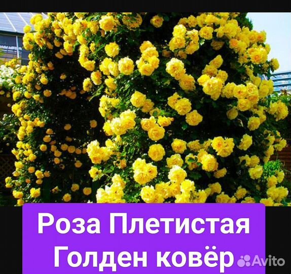 Розы плетистые саженцы