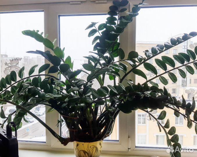 Замиокулькас