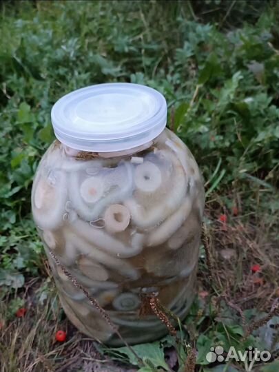 Грибы, белые грузди