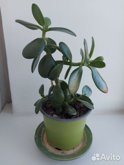 Толстянка красула