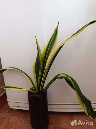 Сансевиерия