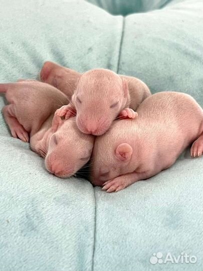 Крысята дамбо рекс