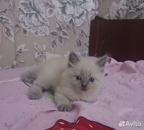 Невская маскарадная