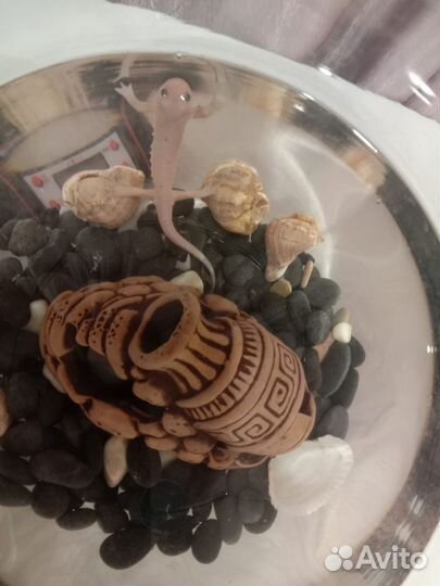 Отдам тритона в добрые руки