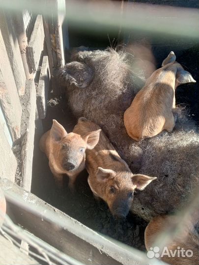 Поросята