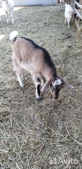 Продаем козлят и коз зааненских и альпийских