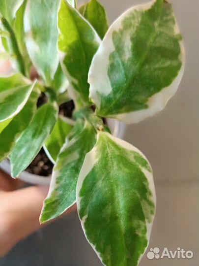 Педилантус