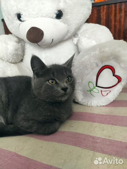 В добрые руки