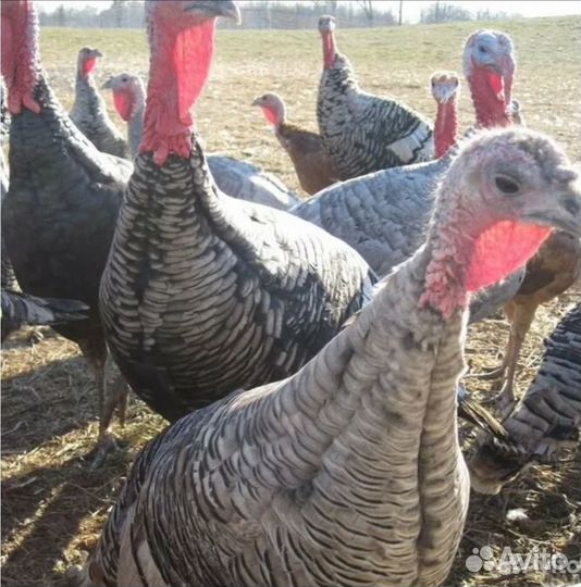 Индюки домашние