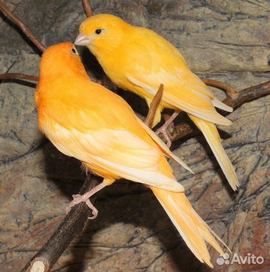 Птичка певчая