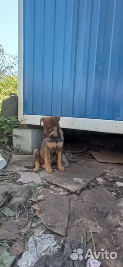 Собака