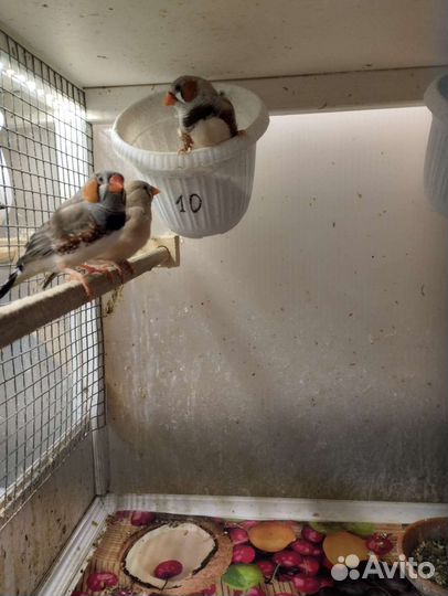 Молодые зебровые амадины