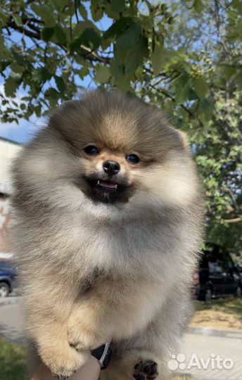 Померанский шпиц девочка дорого