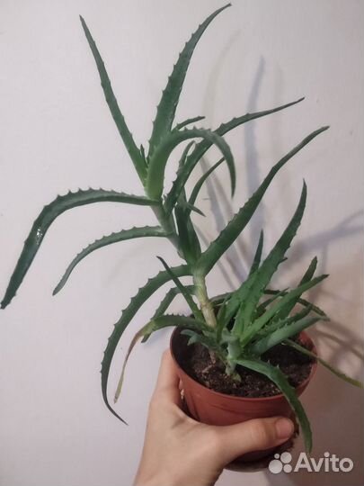 Алоэ, столетник Аэродром