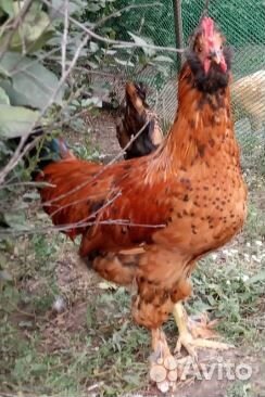 Павловские золотистые молодые петухи