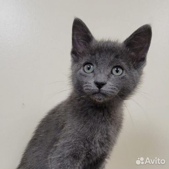 Серые котята в добрые руки бесплатно