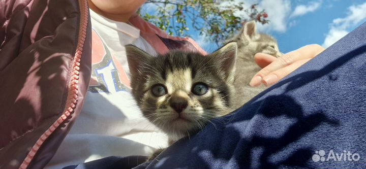 Котята в добрые руки 1 месяц