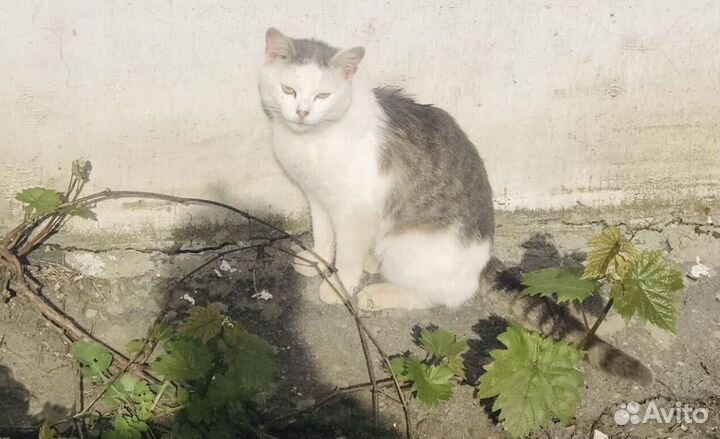 Котик