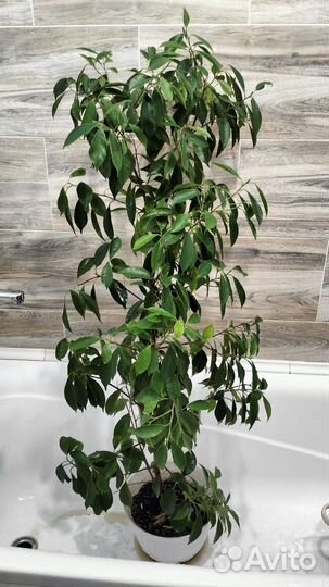 Продам цветок