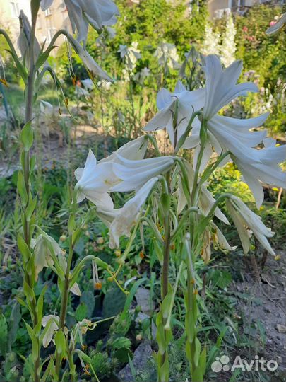 Цветы для сада