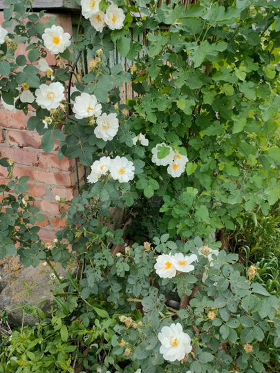 Дача 30 м² на участке 6 сот.