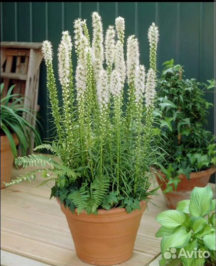 Лиатрис многолетний садовый цветок