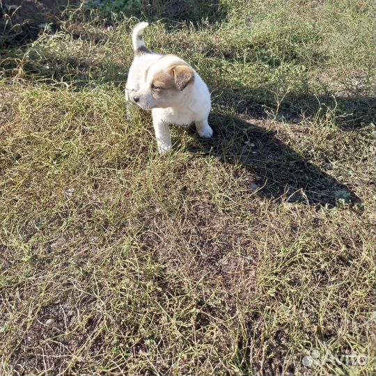 Собака в добрые руки отдам бесплатно