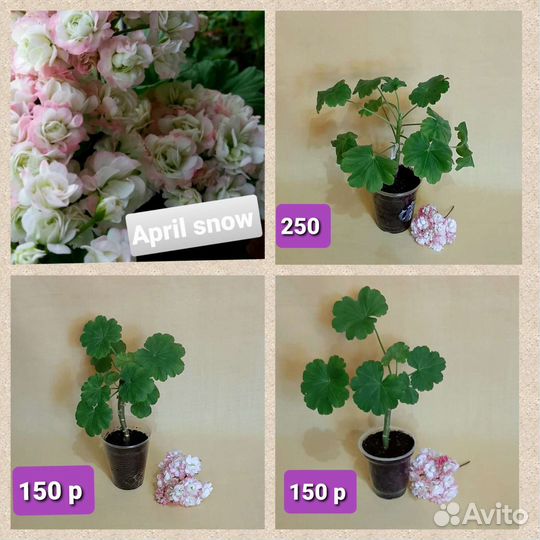 Сортовые пеларгонии, душистая герань