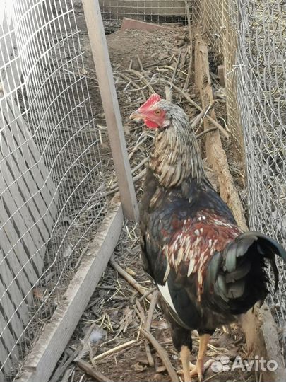 Куры петухи