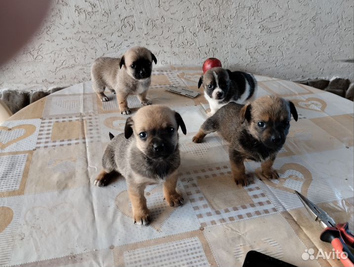 Щенки