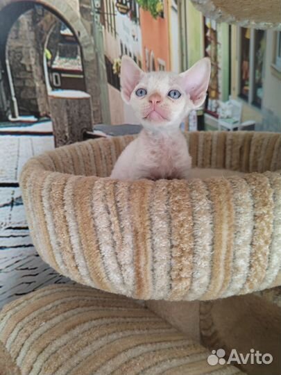 Котята девон-рекс