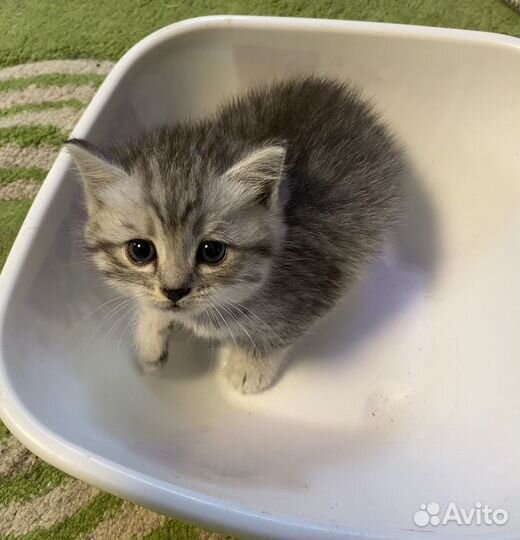 Котята от британской шиншиллы