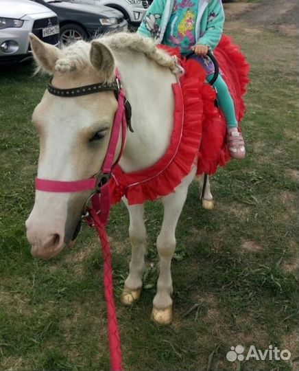 Продажа лошадей, пони