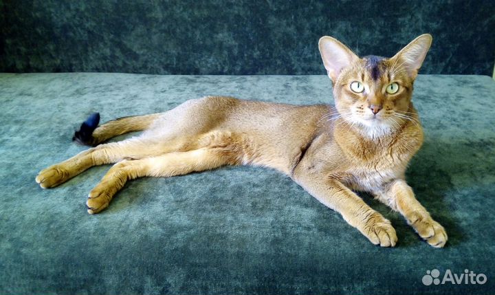 Вязка с абиссинским котом - чемпионом