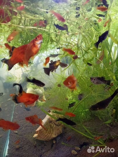 Аквариумные рыбки