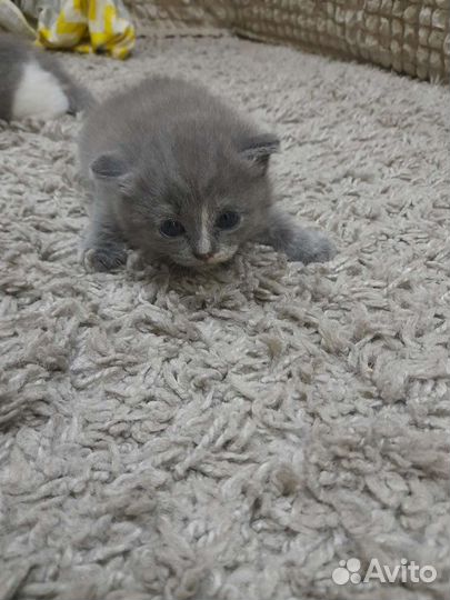 Шотландские котята веслоухие