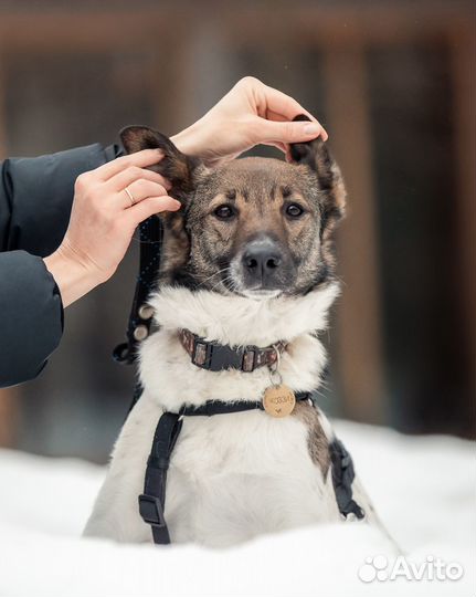 Собака из приюта в добрые руки