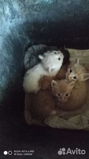 Кошка в дар бесплатно